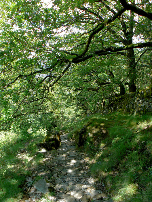 Great Wood Great Wood